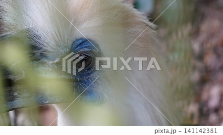 Close Up of a Knobbed Hornbill Bird Face 141142381