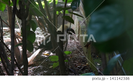 White Crested Hornbill Bird Tropical Wildlife Photo White Crested Hornbill Bird Tropical Wildlife Photo 141142386