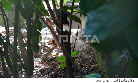 Oriental Pied Hornbill Bird Behind Trees and Foliage Oriental Pied Hornbill Bird Behind Trees and Foliage 141142388