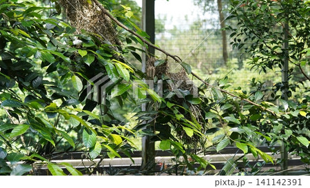 Lush Green Foliage in a Natural Habitat Botanical Scene 141142391