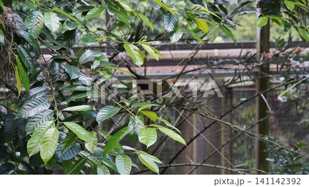 Green Leaves and Bird in Nature Background Green Leaves and Bird in Nature Background 141142392