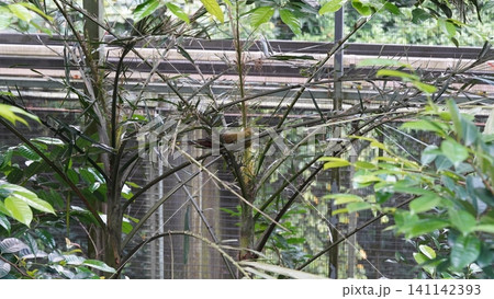Bird Perched on a Branch in a Lush Green Environment Bird Perched on a Branch in a Lush Green Environment 141142393