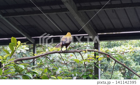 Golden Bird on a Branch in Natural Setting Golden Bird on a Branch in Natural Setting 141142395