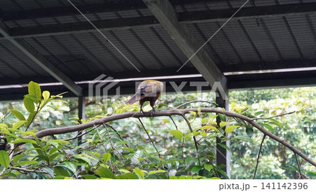 Beautiful Bird on Branch in Captivity Exotic Wildlife Beautiful Bird on Branch in Captivity Exotic Wildlife 141142396