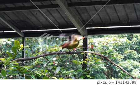 Blurry Bird on a Branch in an Enclosure 141142399