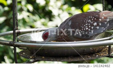 Mindanao Bleeding Heart Eating in a Bird Feeder Mindanao Bleeding Heart Eating in a Bird Feeder 141142402