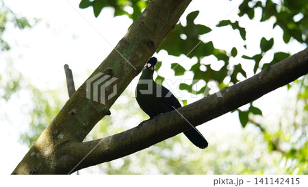 Beautiful White Cheeked Turaco Bird Perched on Tree Branch Beautiful White Cheeked Turaco Bird Perched on Tree Branch 141142415