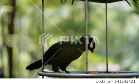 White Cheeked Turaco Bird Portrait Photography White Cheeked Turaco Bird Portrait Photography 141142421