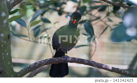 Portrait of a Livingston Turaco Bird in a Tree Portrait of a Livingston Turaco Bird in a Tree 141142425