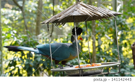 Violet Turaco Bird at a Bird Feeder Wildlife Scene 141142443