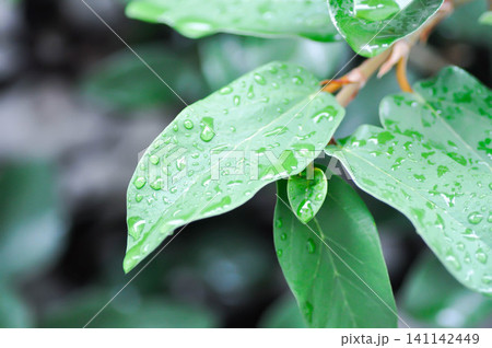 ficus pumila or climbing fig or MORACEAE and rain droplet 141142449