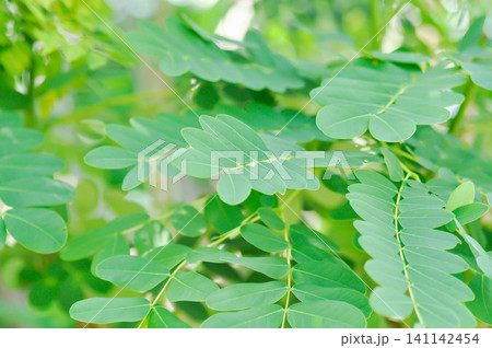 Albizia procera or Albizia procera Roxb Benth plant or Caesalpinia furfuracea 141142454