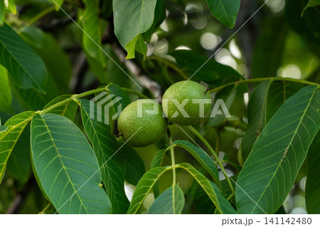 Walnuts growing on a tree branch with green uncracked husks and fresh leaves, representing nature's bounty and healthy organic fruit Walnuts growing on a tree branch with green uncracked husks and fresh leaves, representing nature's bounty and healthy organic fruit 141142480