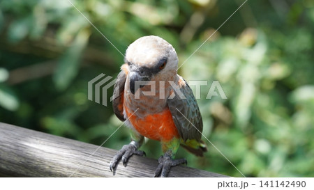 Red Bellied Parrot Bird Close Up Portrait 141142490