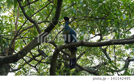 Blue Bird in Tree Crowned Hornbill Bird Nature Scene Blue Bird in Tree Crowned Hornbill Bird Nature Scene 141142495