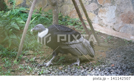 Andean Condor Majestic Bird of the Andes Mountains Andean Condor Majestic Bird of the Andes Mountains 141142507