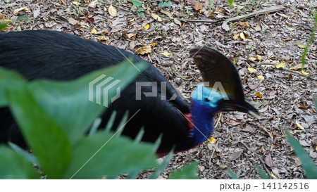 Southern Cassowary in Natural Habitat 141142516