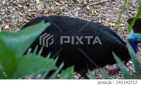 Southern Cassowary Bird in the Forest Southern Cassowary Bird in the Forest 141142517