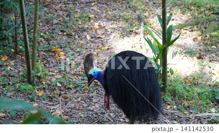 Cassowary Bird in Natural Habitat Wildlife Photography Cassowary Bird in Natural Habitat Wildlife Photography 141142530