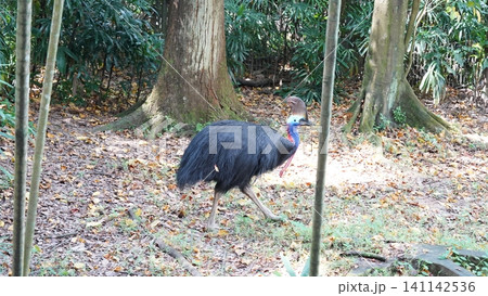 Southern Cassowary in a Lush Forest Setting Southern Cassowary in a Lush Forest Setting 141142536
