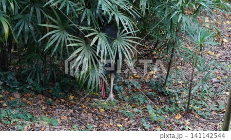 Cassowary Hidden in Lush Greenery Nature Photography 141142544