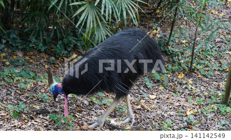 Southern Cassowary Bird in Natural Habitat Wildlife Photography Southern Cassowary Bird in Natural Habitat Wildlife Photography 141142549