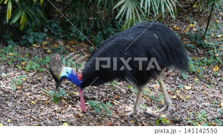 Southern Cassowary Foraging in a Lush Environment Southern Cassowary Foraging in a Lush Environment 141142550