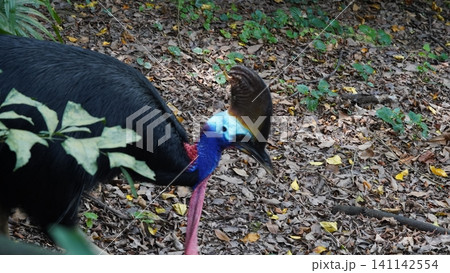 Southern Cassowary Bird in Natural Habitat Portrait View Southern Cassowary Bird in Natural Habitat Portrait View 141142554