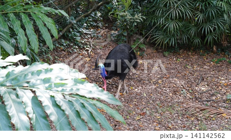 Southern Cassowary in a Lush Tropical Setting Southern Cassowary in a Lush Tropical Setting 141142562