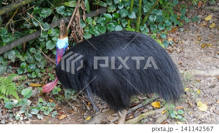 Cassowary in Natural Habitat Bird Photography Cassowary in Natural Habitat Bird Photography 141142567