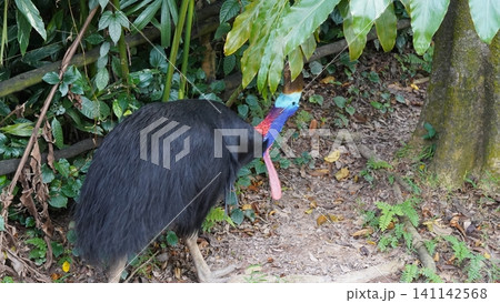 Southern Cassowary in a Lush Tropical Setting Southern Cassowary in a Lush Tropical Setting 141142568