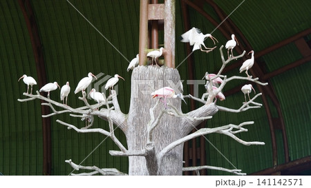Flock of Ibis Birds Perched on Tree Branches Flock of Ibis Birds Perched on Tree Branches 141142571