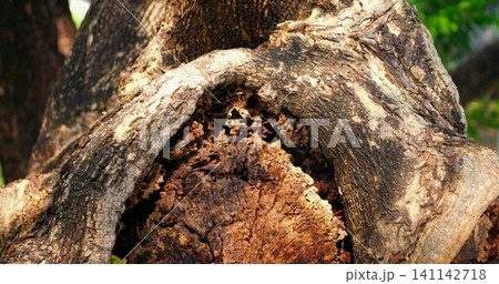 Tree trunk with hollow center and rough bark texture in close up, showing weathered wood, decayed interior, and sunlit natural detail with blurred green foliage background, closeup detail Tree trunk with hollow center and rough bark texture in close up, showing weathered wood, decayed interior, and sunlit natural detail with blurred green foliage background, closeup detail 141142718