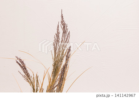 Wheatgrass agriculture natural cereals on a white background Wheatgrass agriculture natural cereals on a white background 141142967