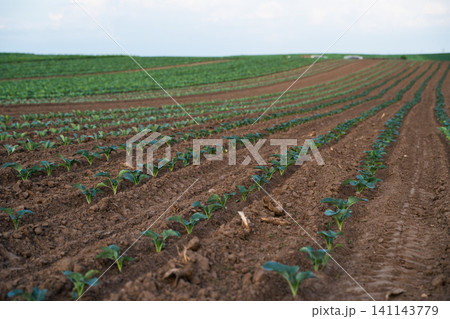 Rows of vibrant green cabbage seedlings emerging from rich brown soil, illustrating growth, cultivation, and the future of food 141143779