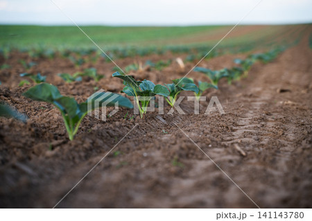 Young green plants growing in brown soil field, showing agriculture, farming, and organic food future concept 141143780