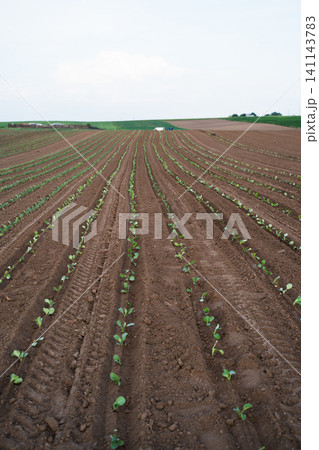 Young crops planted in neatly tilled soil, stretching across rows in a vast rural landscape under a clear sky Young crops planted in neatly tilled soil, stretching across rows in a vast rural landscape under a clear sky 141143783
