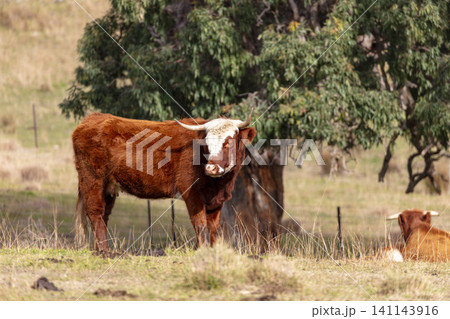 A horned Hereford cow in a paddock on an agricultural farm in the Blue Mountains 141143916