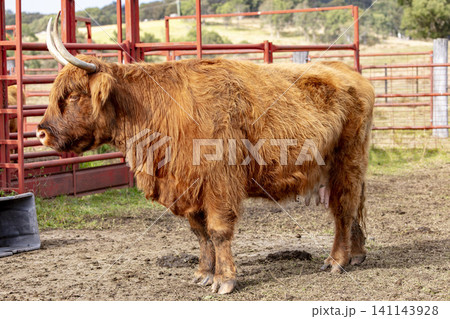A Scottish Highland cow standing in a paddock in the Blue Mountains 141143928