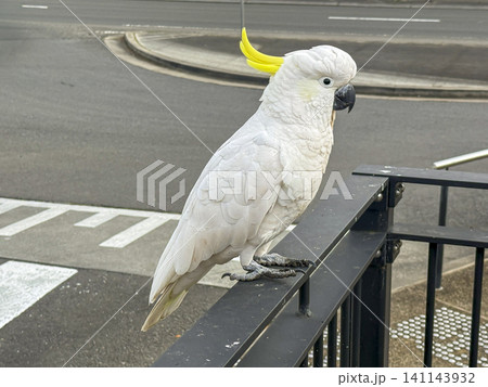 A Sulphur Crested Cockatoo standing on a fence in the Blue Mountains A Sulphur Crested Cockatoo standing on a fence in the Blue Mountains 141143932