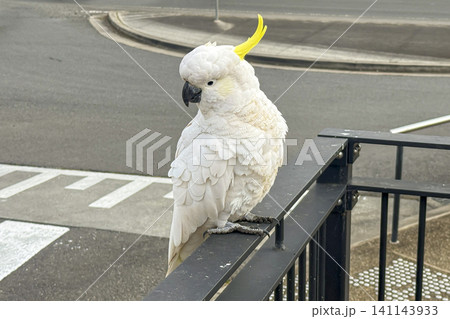 A Sulphur Crested Cockatoo standing on a fence in the Blue Mountains 141143933