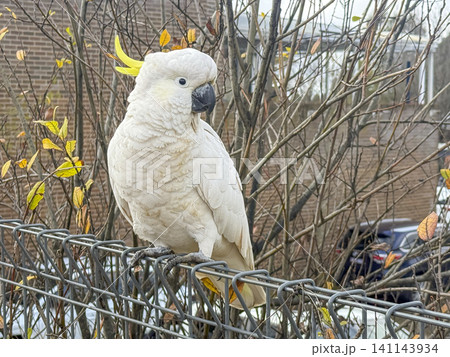 A Sulphur Crested Cockatoo standing on a fence in the Blue Mountains 141143934