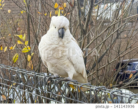 A Sulphur Crested Cockatoo standing on a fence in the Blue Mountains 141143936