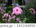 公園の花 141144856
