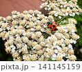 花の上のナナホシテントウムシ 141145159