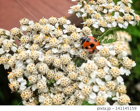 花の上のナナホシテントウムシ 花の上のナナホシテントウムシ 141145159