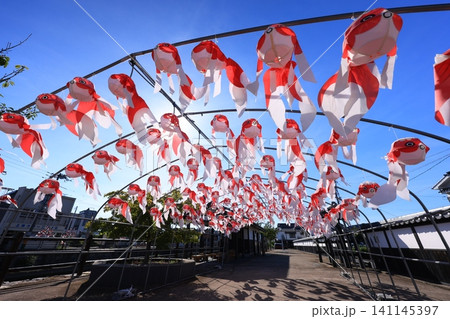 柳井 金魚ちょうちん祭り3090 141145397
