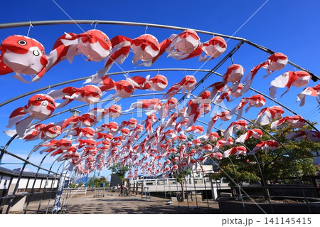 柳井 金魚ちょうちん祭り3145 柳井 金魚ちょうちん祭り3145 141145415
