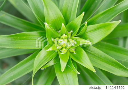 Close-up of developing lily flower buds with delicate white fibers surrounded by vibrant green leaves Close-up of developing lily flower buds with delicate white fibers surrounded by vibrant green leaves 141145592