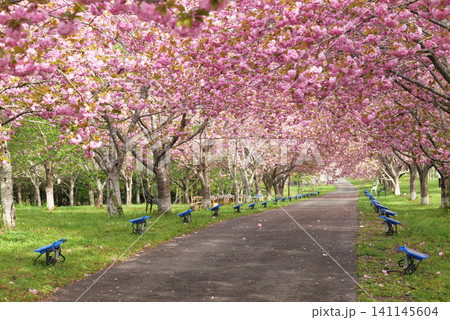 羅生門さくら公園(桜のトンネル)51936 羅生門さくら公園(桜のトンネル)51936 141145604